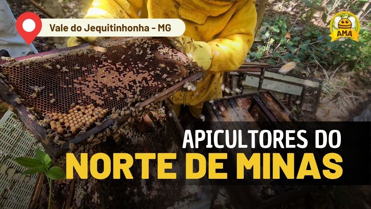 VIAGEM ABELHUDA: COLETEI MEL de abelha COM FERRÃO no Vale do Jequitinhonha