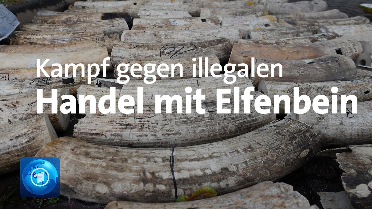 Artenschutz in Afrika: Kampf gegen Wilderei im Kruger-Nationalpark