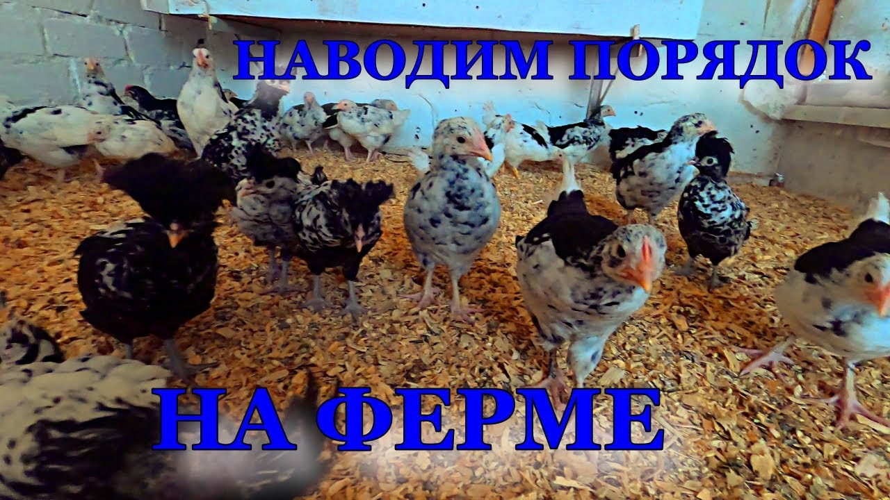 Наводим порядок на ферме. Рассаживаем птицу.
