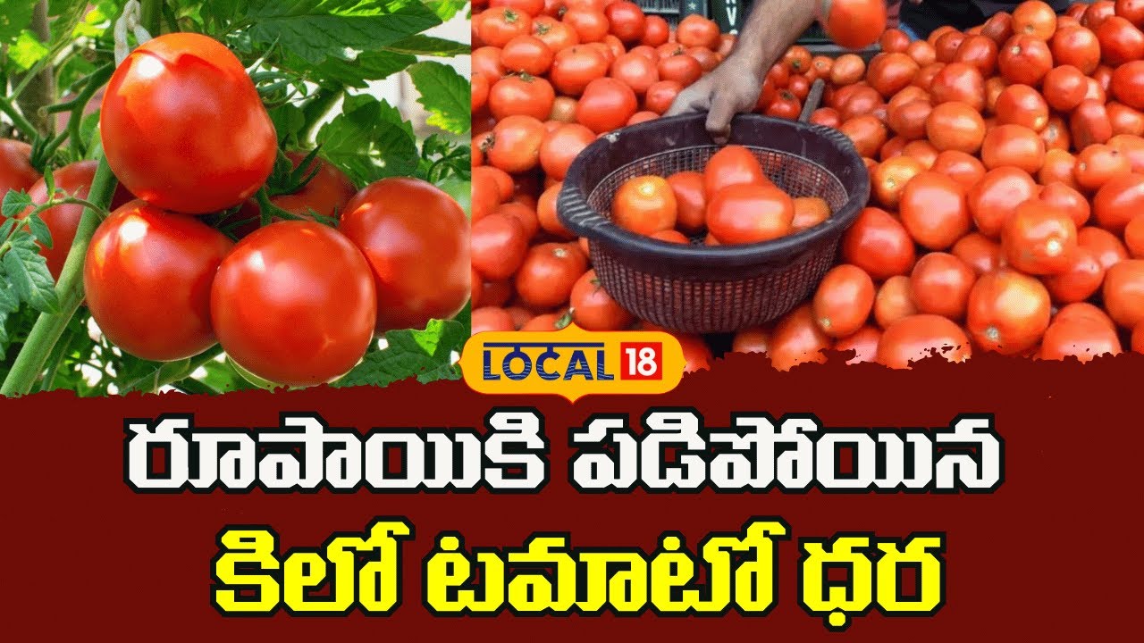 Tomato Price Crashes to ₹1 Per Kg | రూపాయికి పడిపోయిన కిలో టమాటో ధర | #local18V