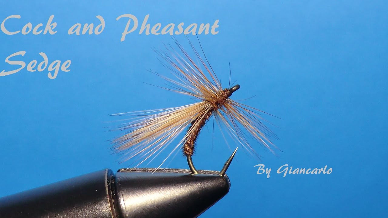COCK AND PHEASANT SEDGE by Giancarlo