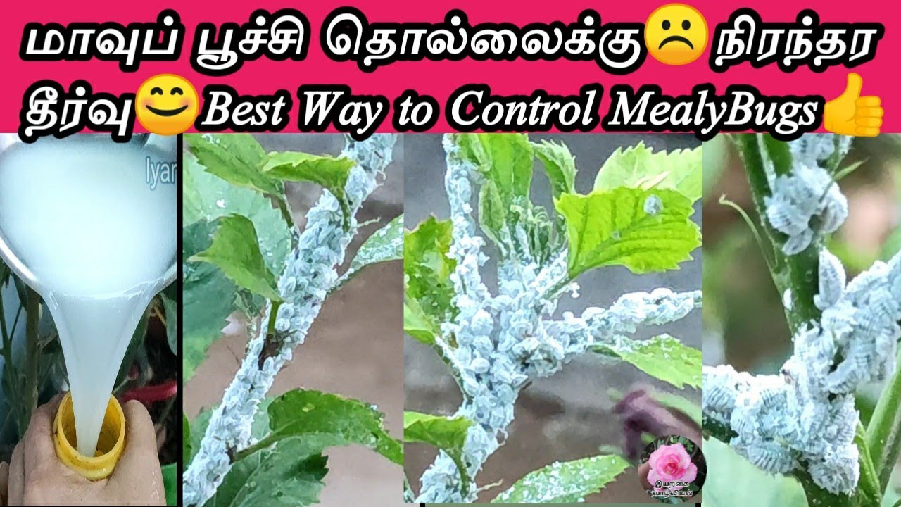 மாவுப் பூச்சி தொல்லைக்கு சிறந்த தீர்வு/how to control mealybugs on plants/maavu poochi viratti