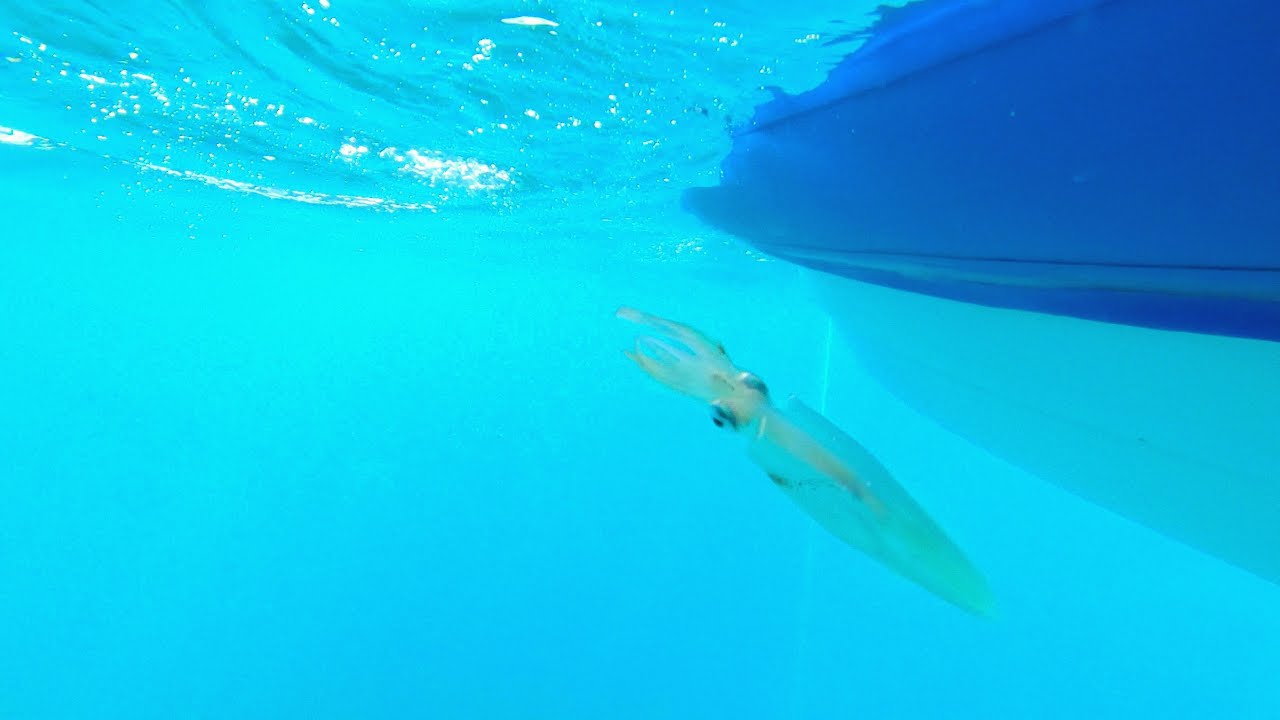 Squid Catch, fishing for Easter, Submarine sighting