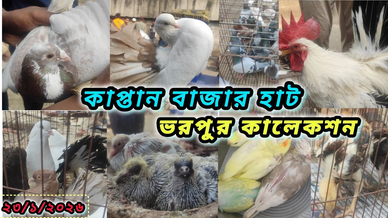 23-01-2026 কাপ্তান বাজার কবুতরের হাট |Kaptan Bazar kobutor hat |#কাপ্তান_বাজার_হাট,#kobutor_hat_2026