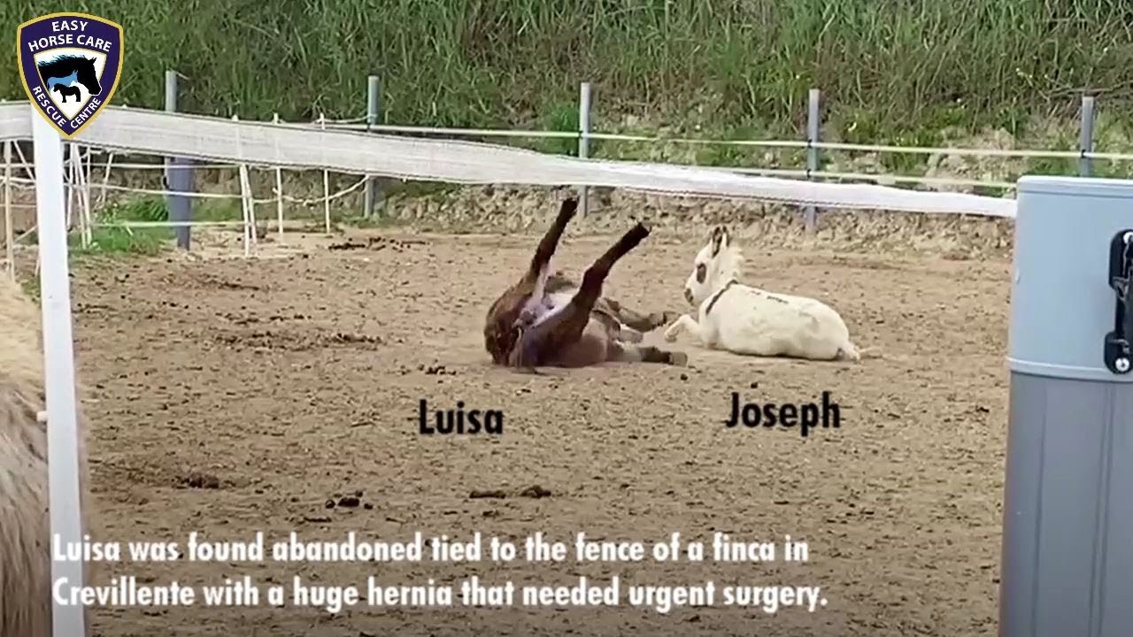 Donkey couple: Joseph and Luisa ♥ - Easy Horse Care Rescue Centre