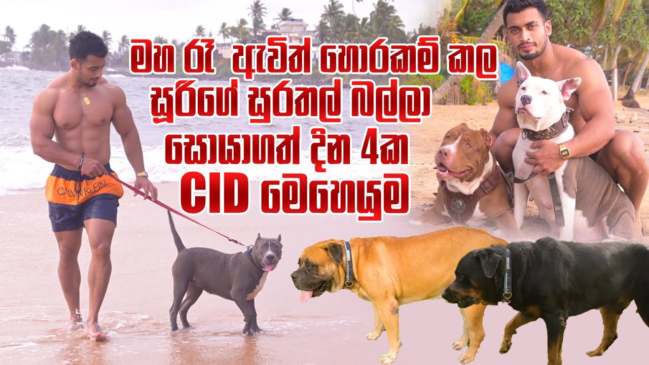 මහ රෑ  ඇවිත් හොරකම් කල සූරිගේ සුරතල් බල්ලා සොයාගත් දින 4ක CID මෙහෙයුම | Pet Talk