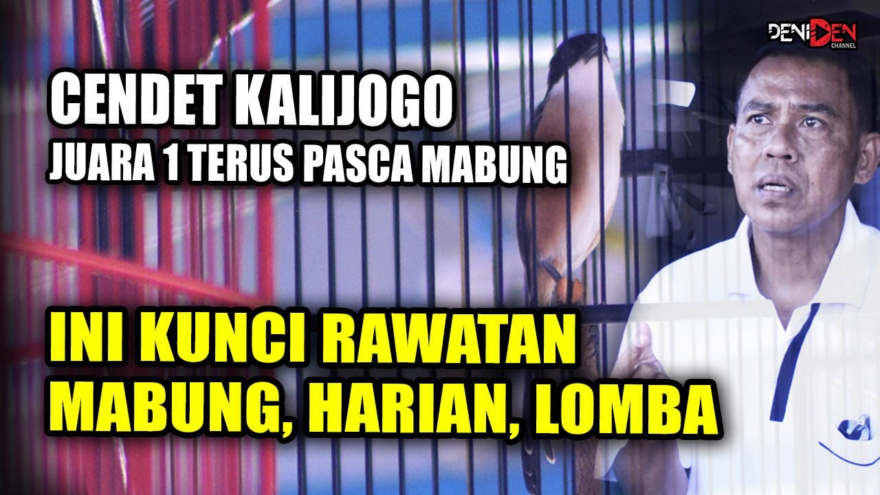 Rawatan Cendet Pasca Mabung Tetap Juara - Cendet Kalijogo - Abah Chamto
