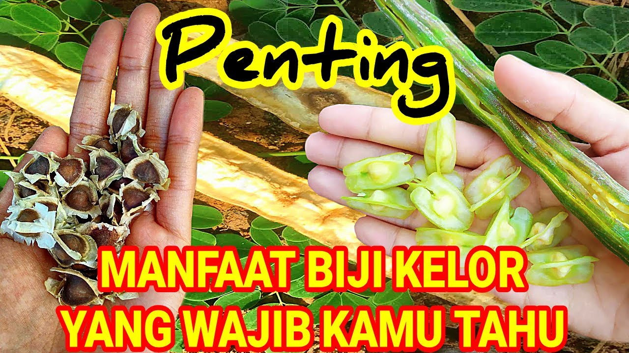 Penting, Ini Manfaat Biji Kelor yang Wajib Kamu Tahu