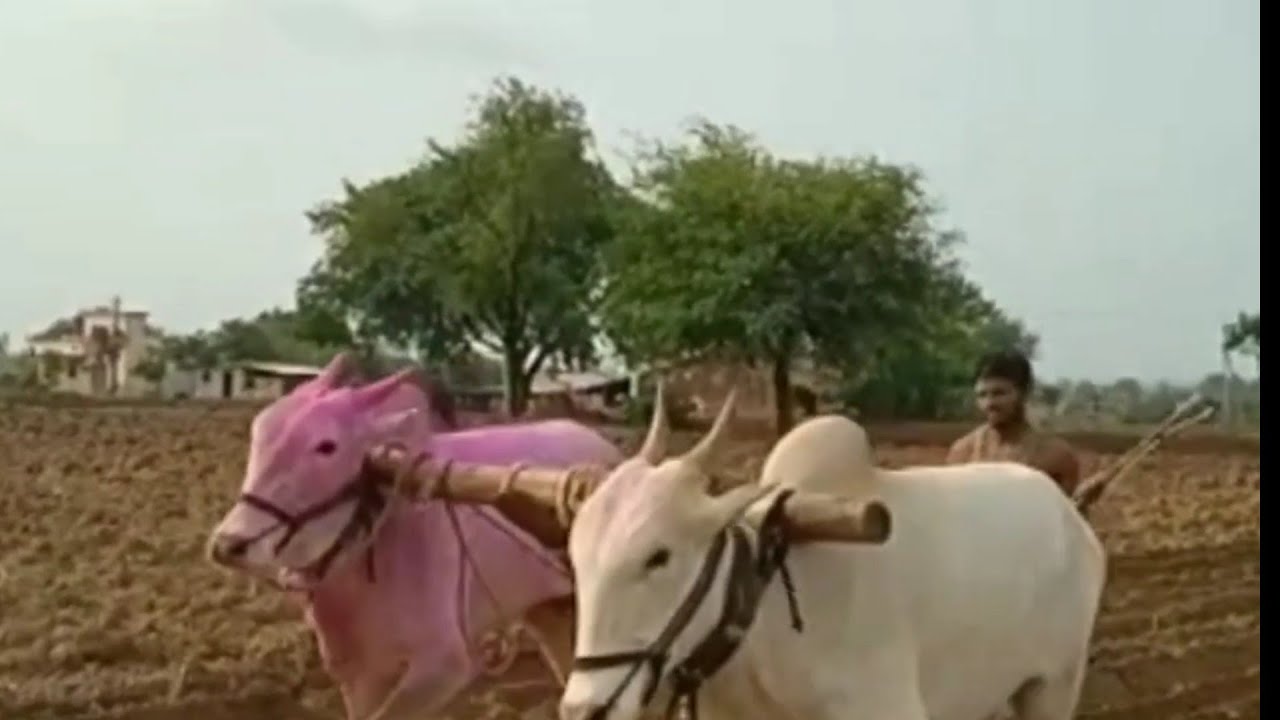 Khillari Bulls Ploughing Agriculture Land