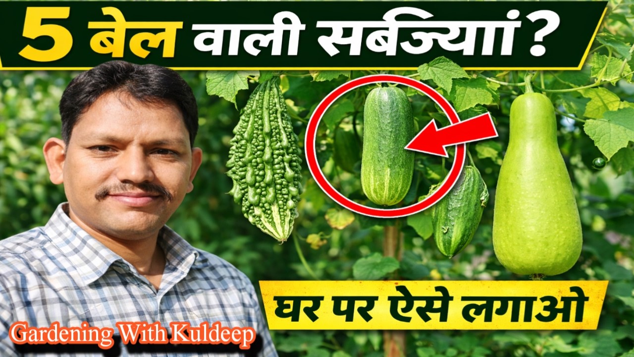 मार्च खत्म होने से पहले 5 बेल वाली सब्जियां जरूर लगा लें | मार्च में लगाई जाने वाली सब्जियां