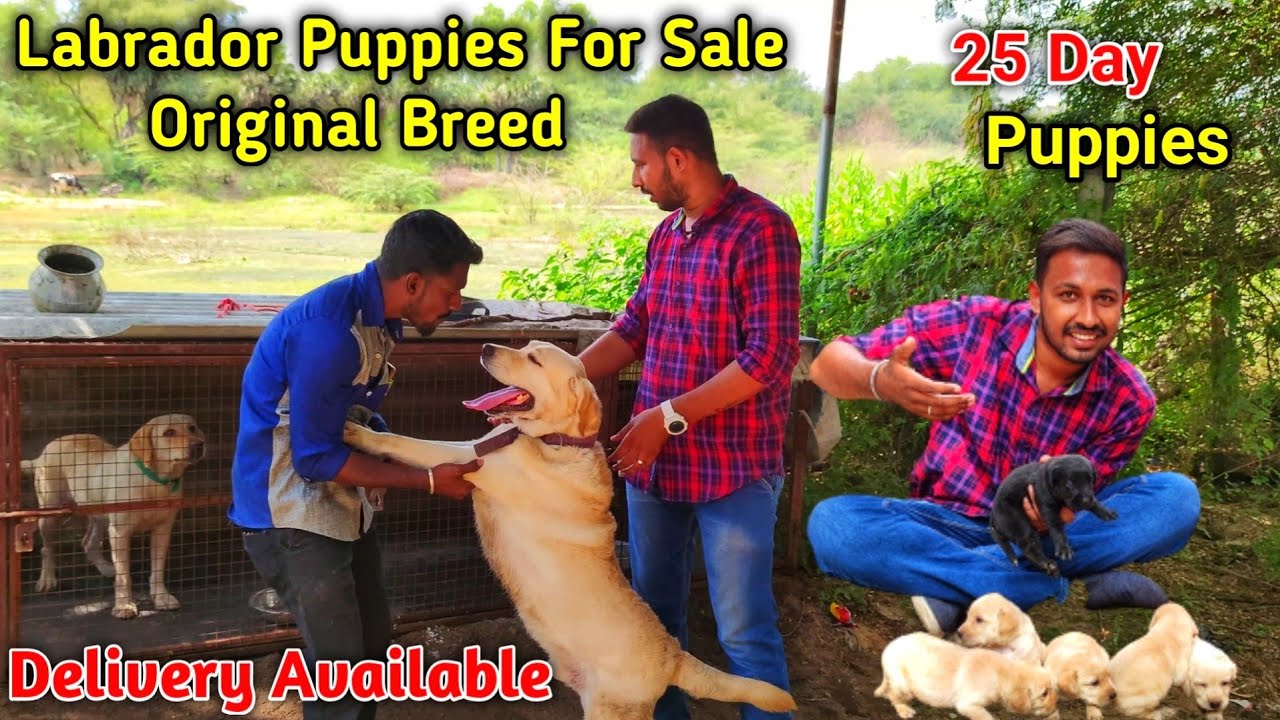 Low Price Original Labrador Puppies|For Sale|Siva Pets and Dogs|Delivery Available|Payasam Channel