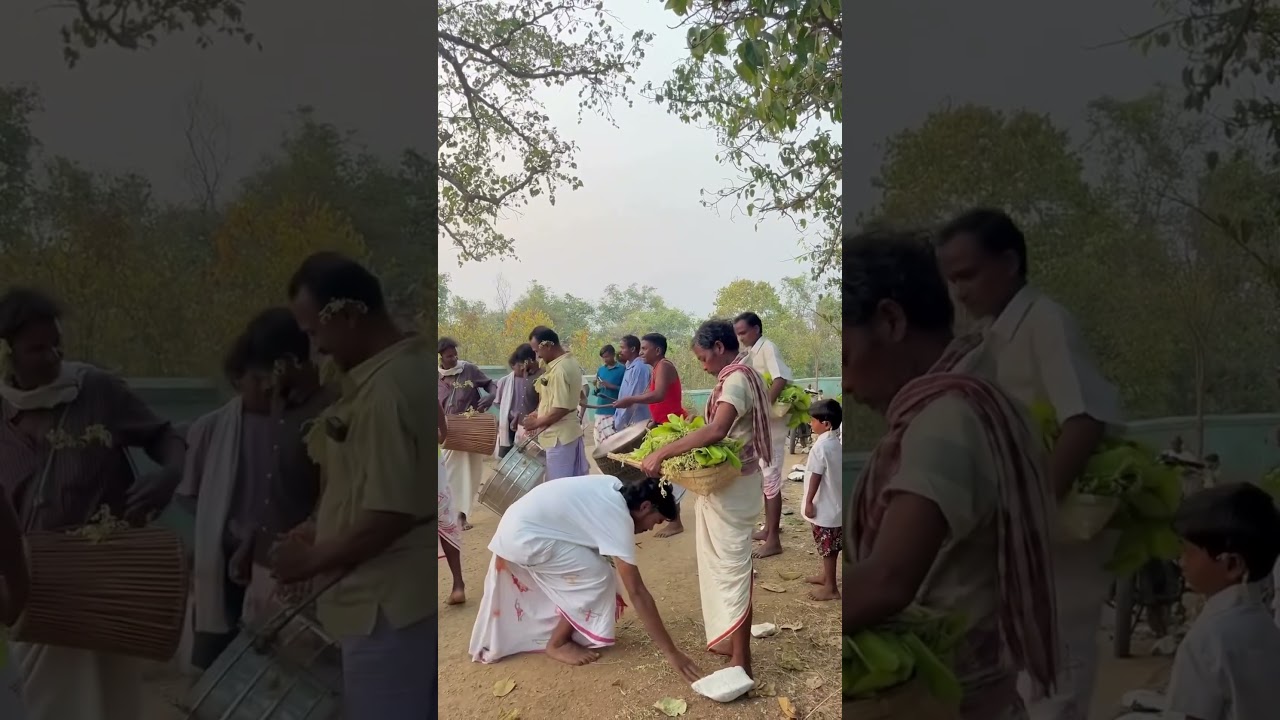 Prakrit Parb Sarhul // Sarhul Short Video // Sarhul WhatsApp Status Video #Sarhul #jharkhand 🌱🌿🌳