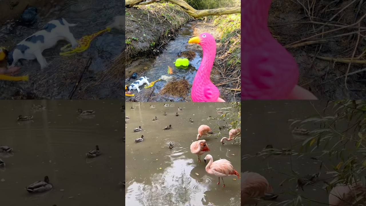 Stream Learning | Animal Names for Kids: Lizard Flamingo Bird Lion Rabbit