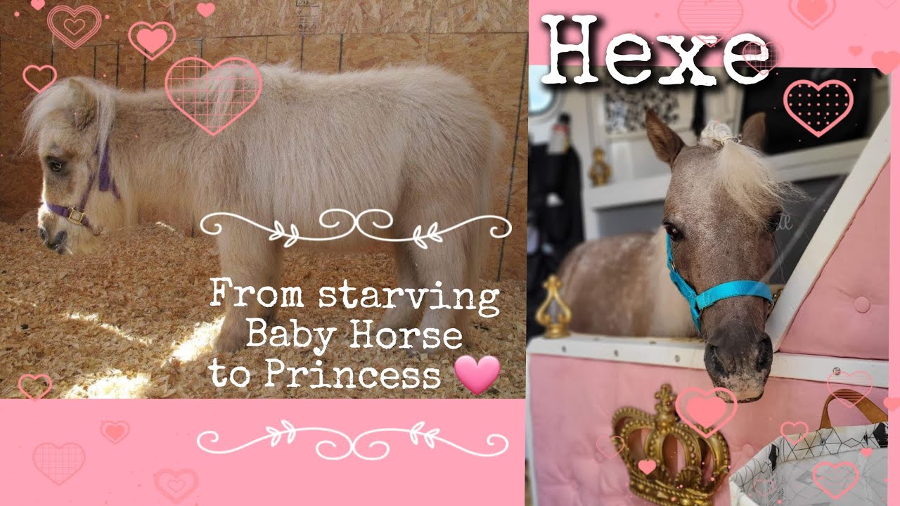 From Starving Baby to Stunning: Miniature Horse Transformation & Adventure! 🐴🌟