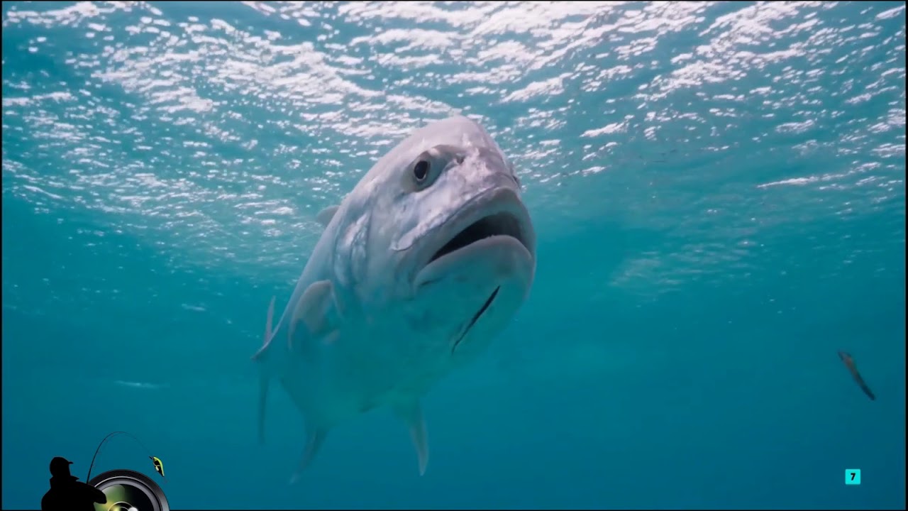 Travelly Giant / Jurel Gigante