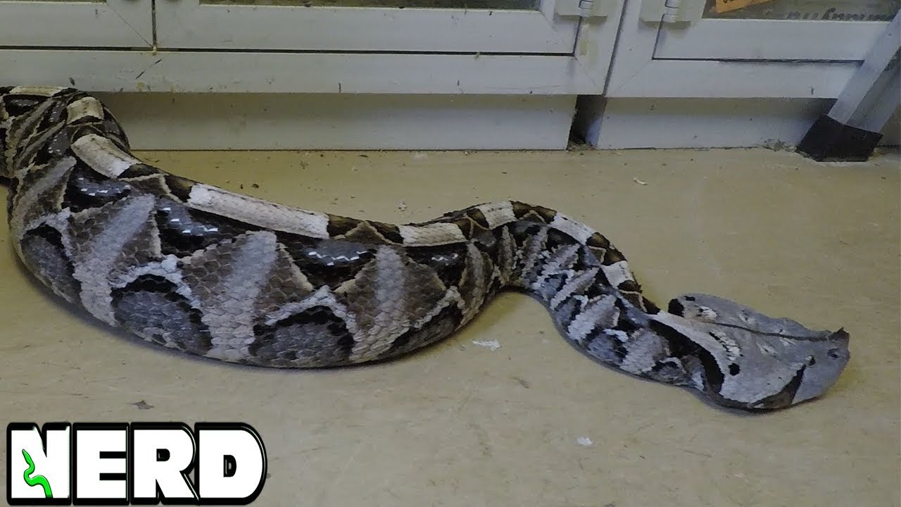 ANGRY GABOON VIPER -  ALSO WILL KEVIN GET BIT?