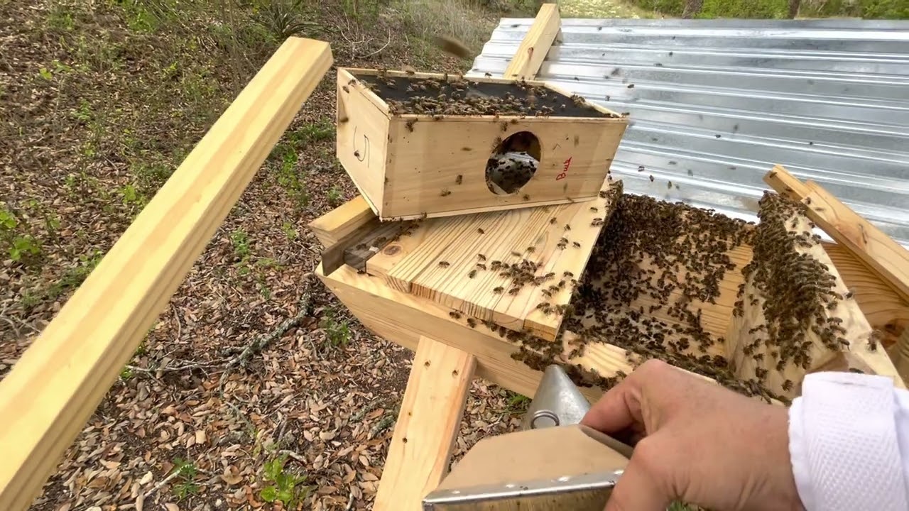 I dropped the queen cage into the hive when installing my package of bees!