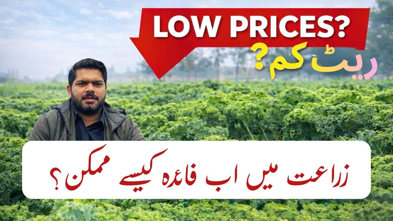 Smart Farming in Pakistan: Multi-Crop System to Beat Low Market Rates