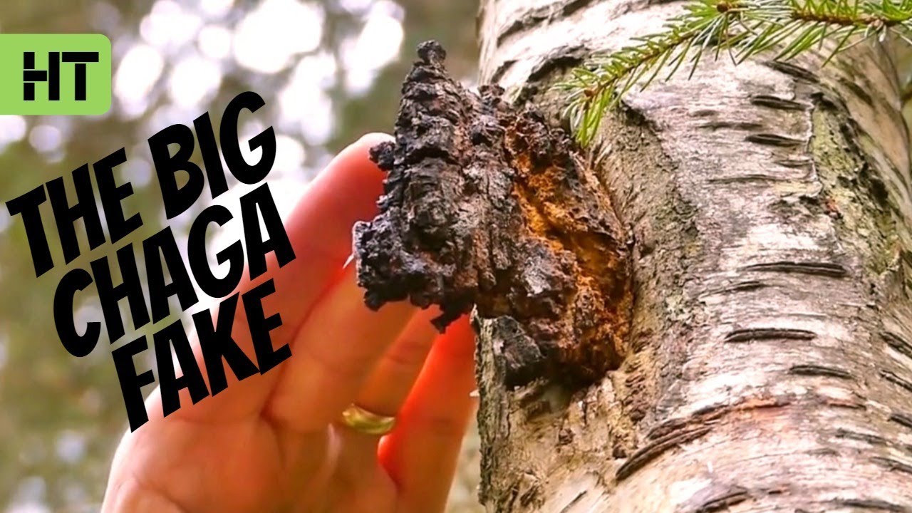 Chaga Hunting - How to Find It and What To Do With It Part.2