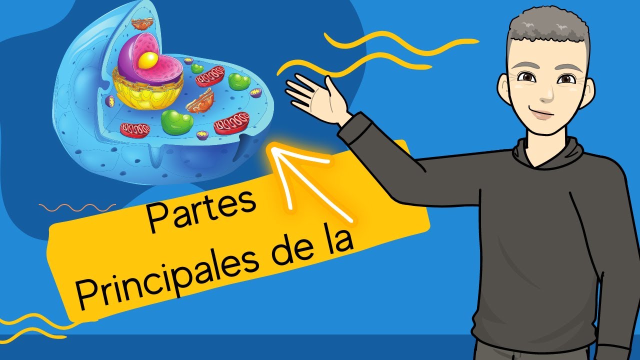 🔴 C&oacute;mo FUNCIONA la MEMBRANA CELULAR, el CITOPLASMA y el N&Uacute;CLEO 🧬C&eacute;lula Eucariota