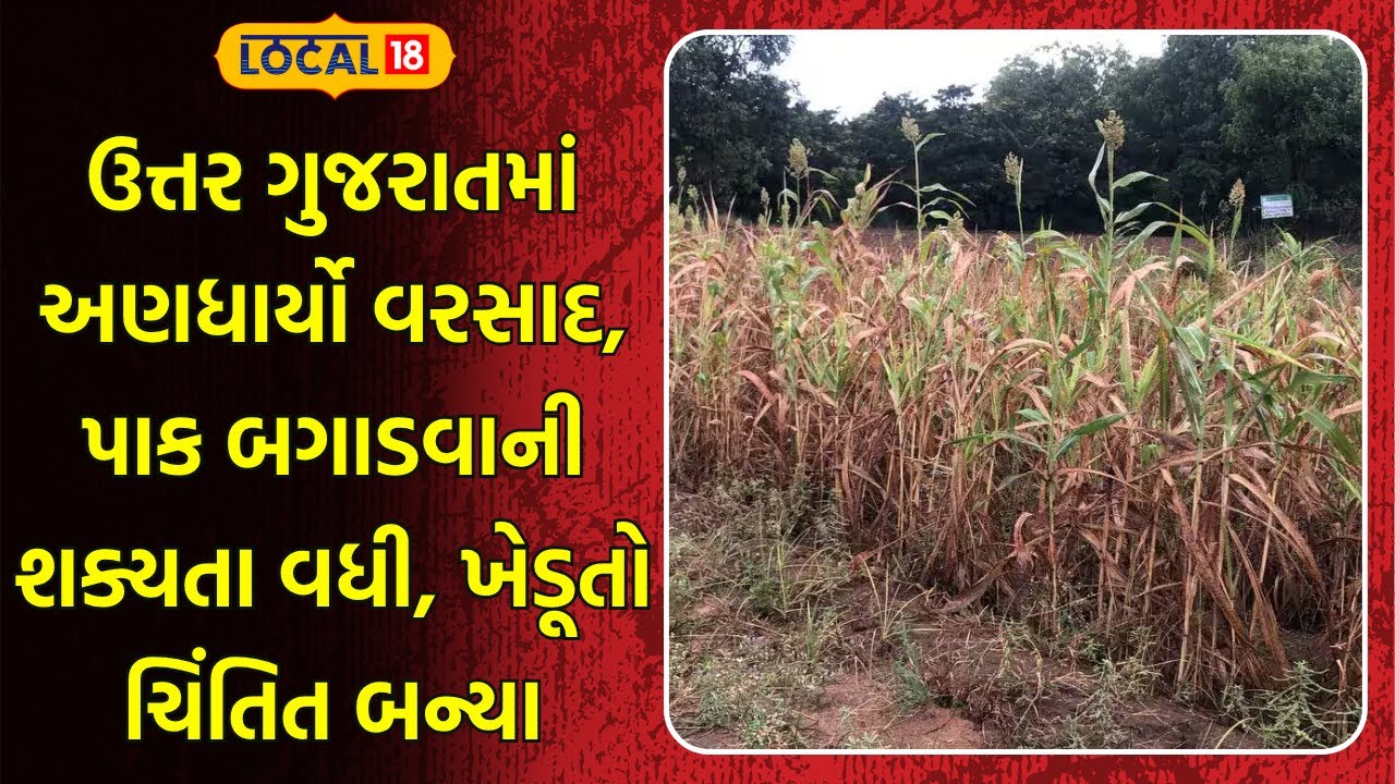 Saurashtra | મગફળીના ઉત્પાદનમાં 15% ઘટાડાની આશંકા, સિંગતેલ મોંઘું થવાના એંધાણ | Local 18 | Farmers