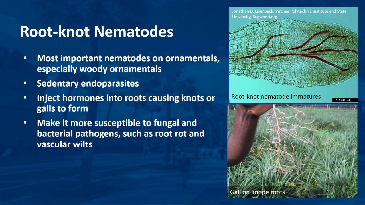 Ornamental Plant Nematodes