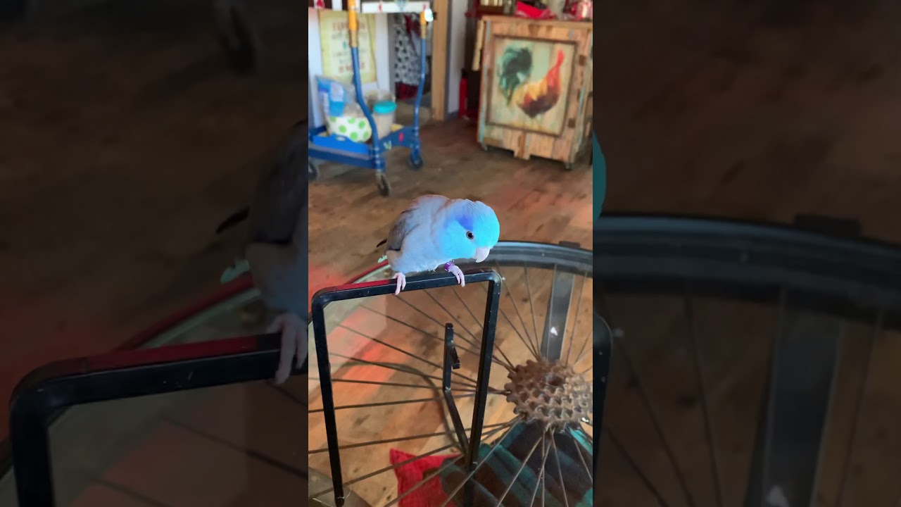 Talking Parrotlet saying Are you ok?  And more.