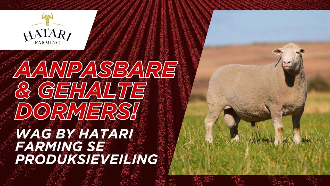 Aanpasbare & gehalte Dormers | Hatari Farming Produksieveiling op 20 September