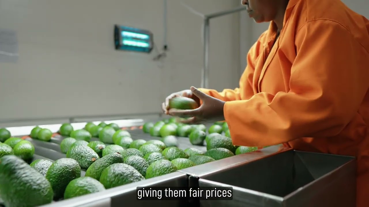 Afriavo Orchard impact