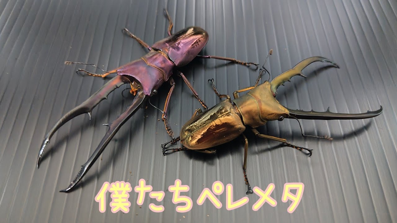 【クワガタレビュー】メタリフェルホソアカ（亜種フィナエ）編 その2　羽化したオスをみていくよー！#Cyclommatus metallifer finae