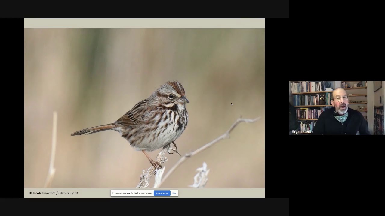 LIVE Online: Solving Sparrows with Bryan Pfeiffer