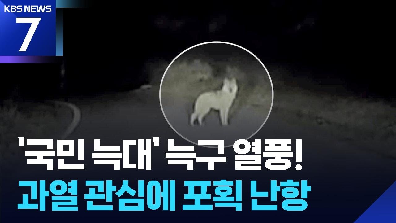대한민국은 &lsquo;늑구&rsquo; 열풍&hellip;트랩에 접근하는 건 금물 / KBS  2026.04.15.