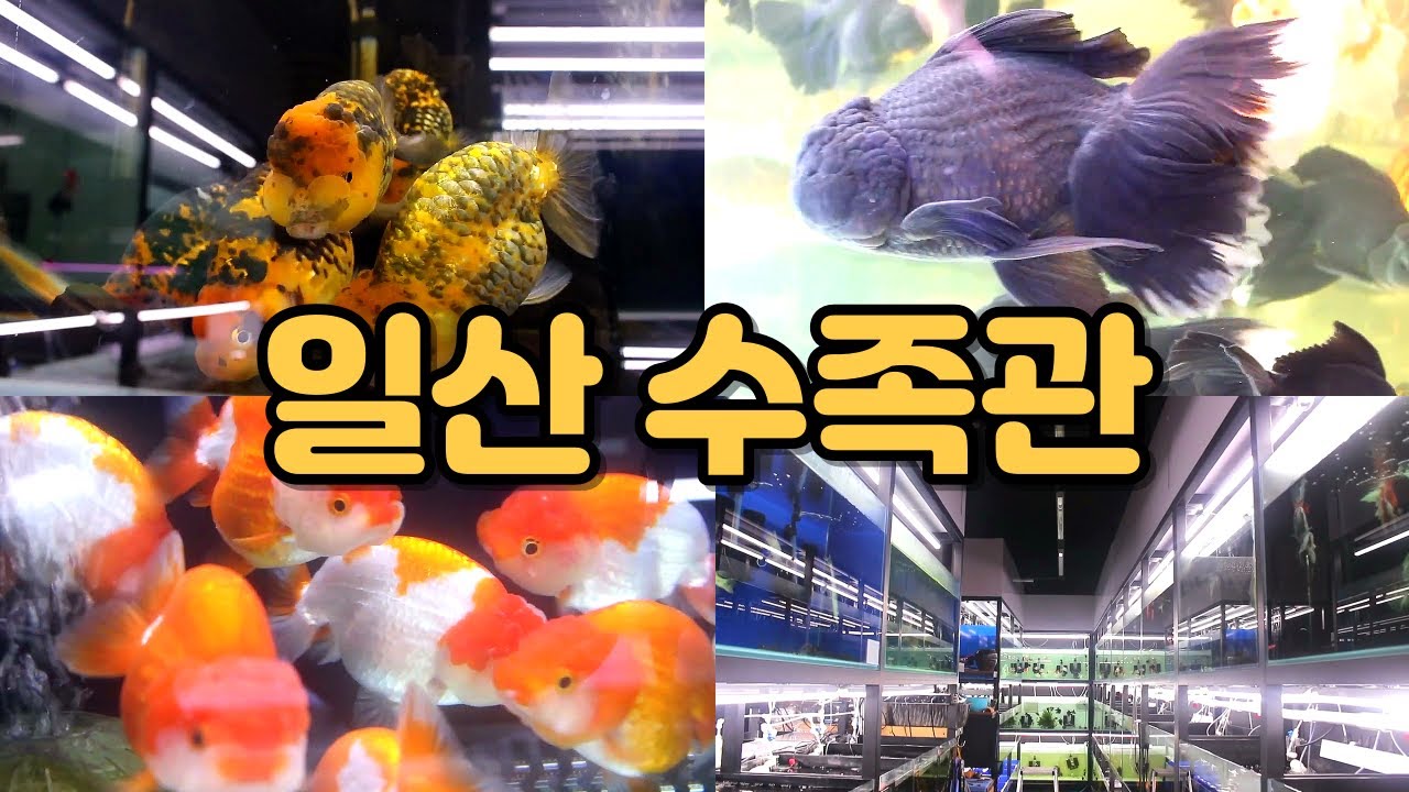 유튜브 최초 방문기 일산수족관 자유 탐방