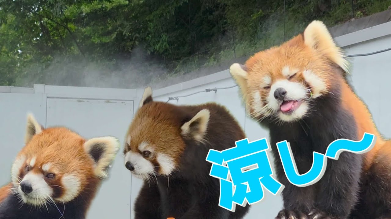 【涼しい！ミストで霞む　西山動物園　新レッサーパンダ舎屋外】～Nishiyama Zoo red pandas～