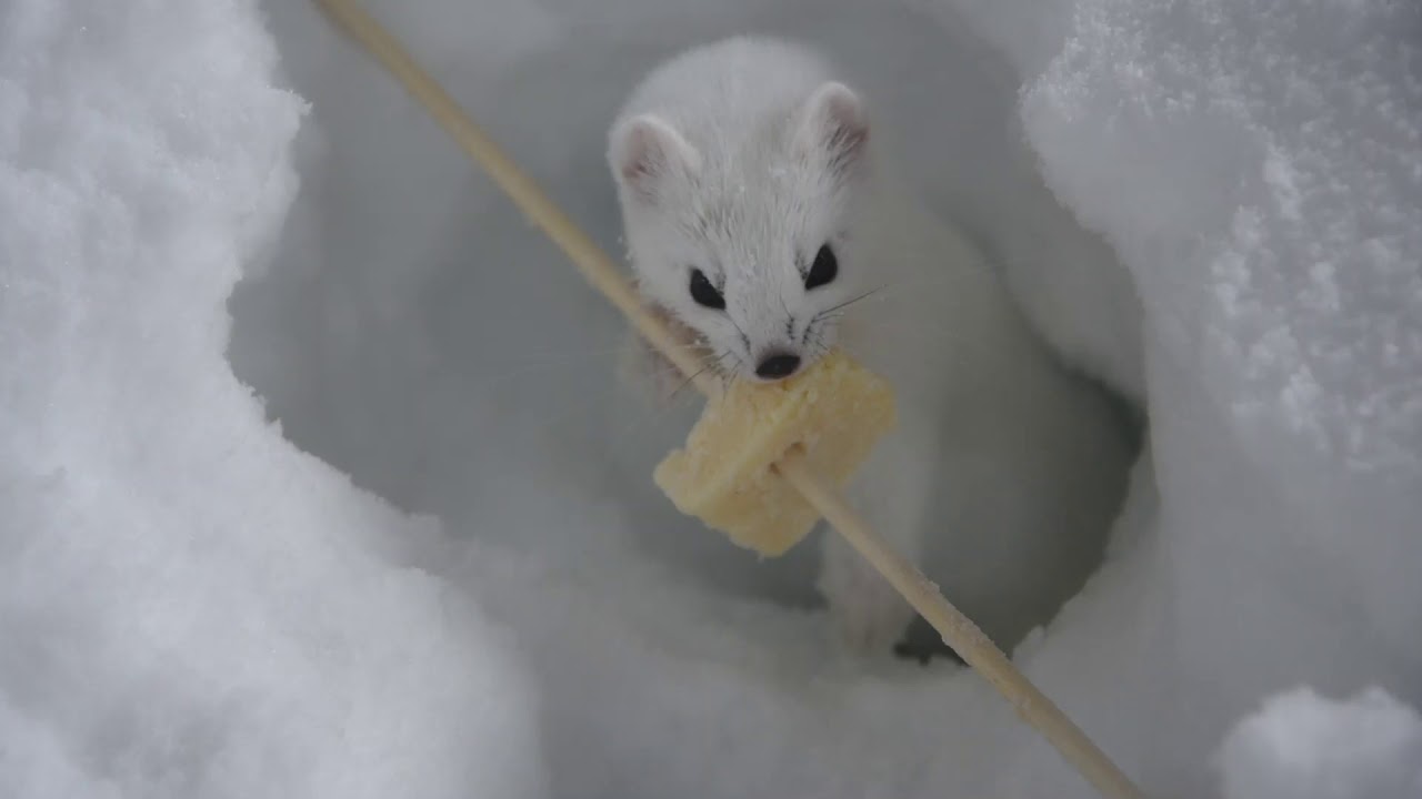 R&oslash;yskatt, hermelin (Mustela ermenia)