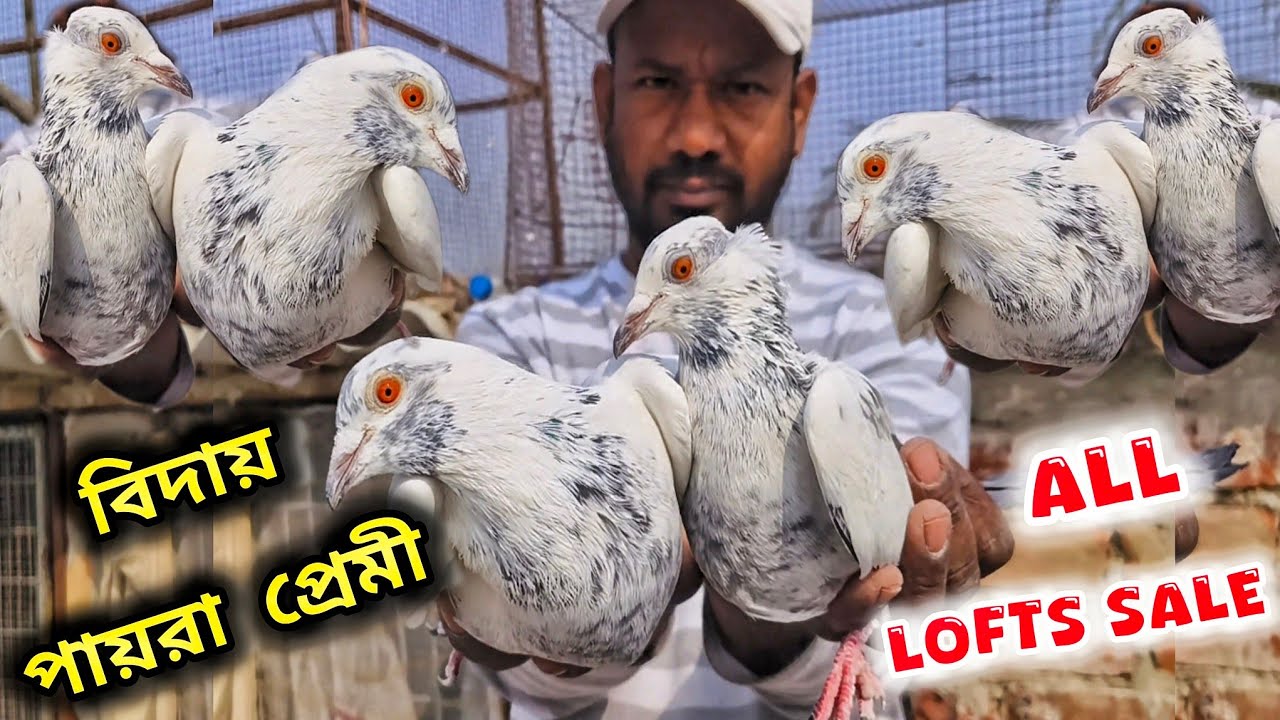 বিরাটি পিন্টু দার পায়রা থেকে বিদায়।ALL KABUTOR LOFTS SALE।দাম মাত্র ₹500।@pigeonsloverrj9600 