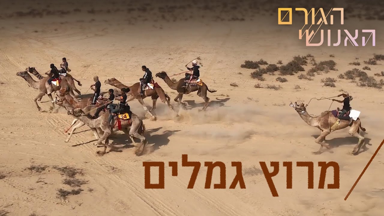 ברוכים הבאים למרוץ הגמלים החוקי הראשון בישראל 🐪