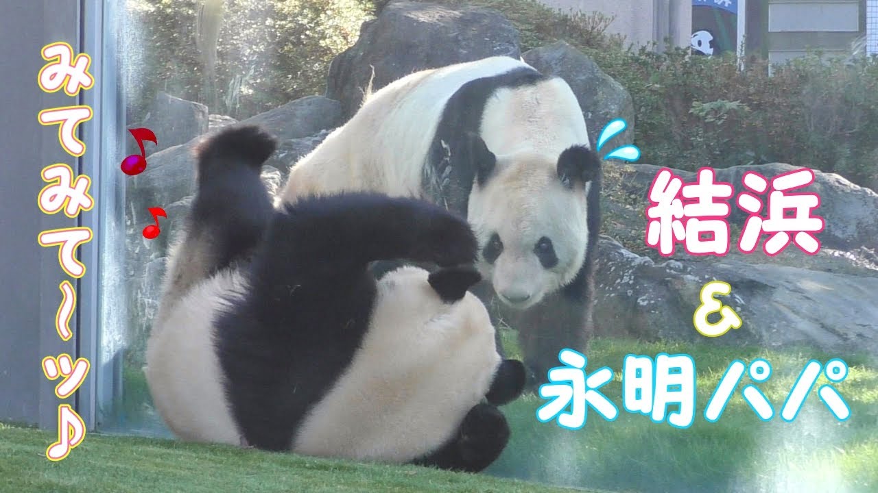 【結たん大ハッスル🎀】娘から父へ🎄イブに捧げるブレイクダンスッ💃✨【見守るお父さんパンダ】Giant Panda -Yuihin&Eimei -☆Dancing!💃