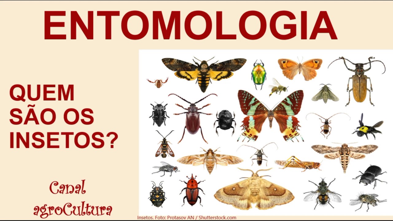 Aula de entomologia. Quem são os insetos?