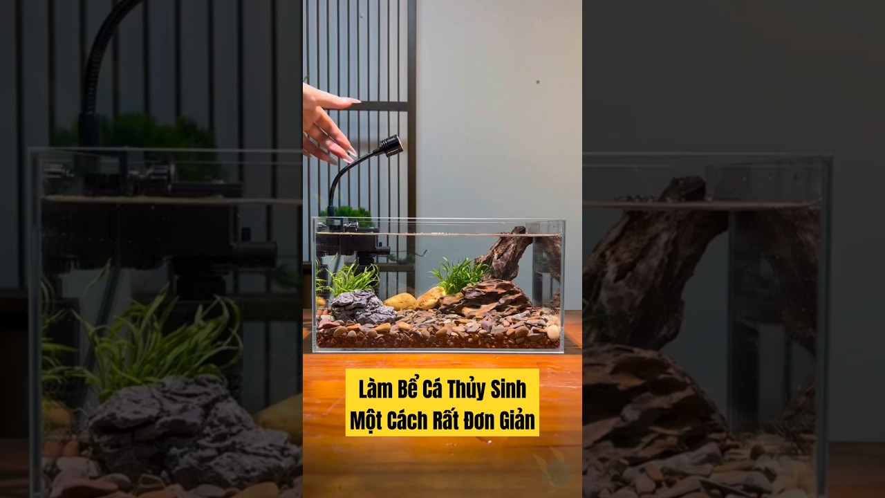 L&agrave;m Một Bể C&aacute; Thủy Sinh Mini Một C&aacute;ch Rất Đơn Giản