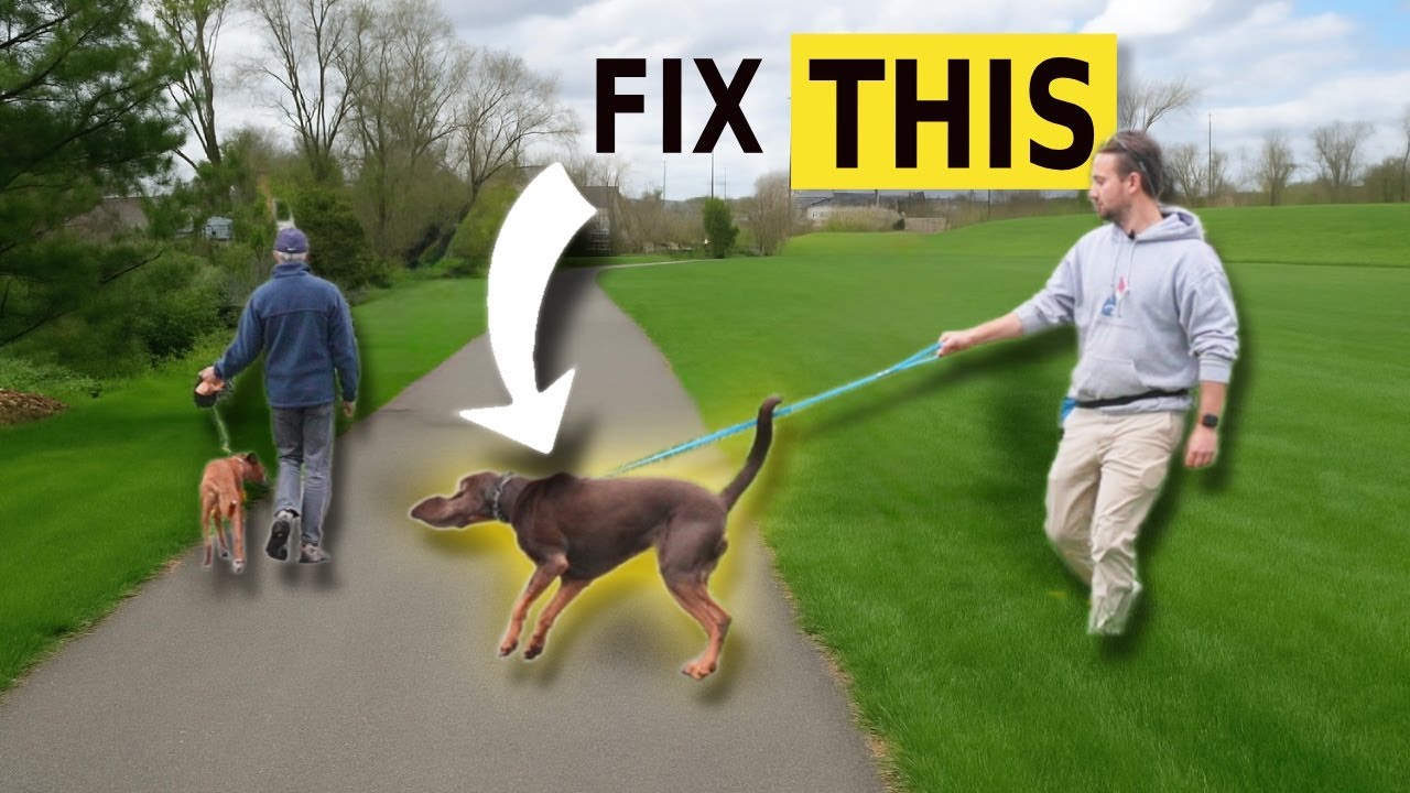 Have a REACTIVE Dog? Watch This