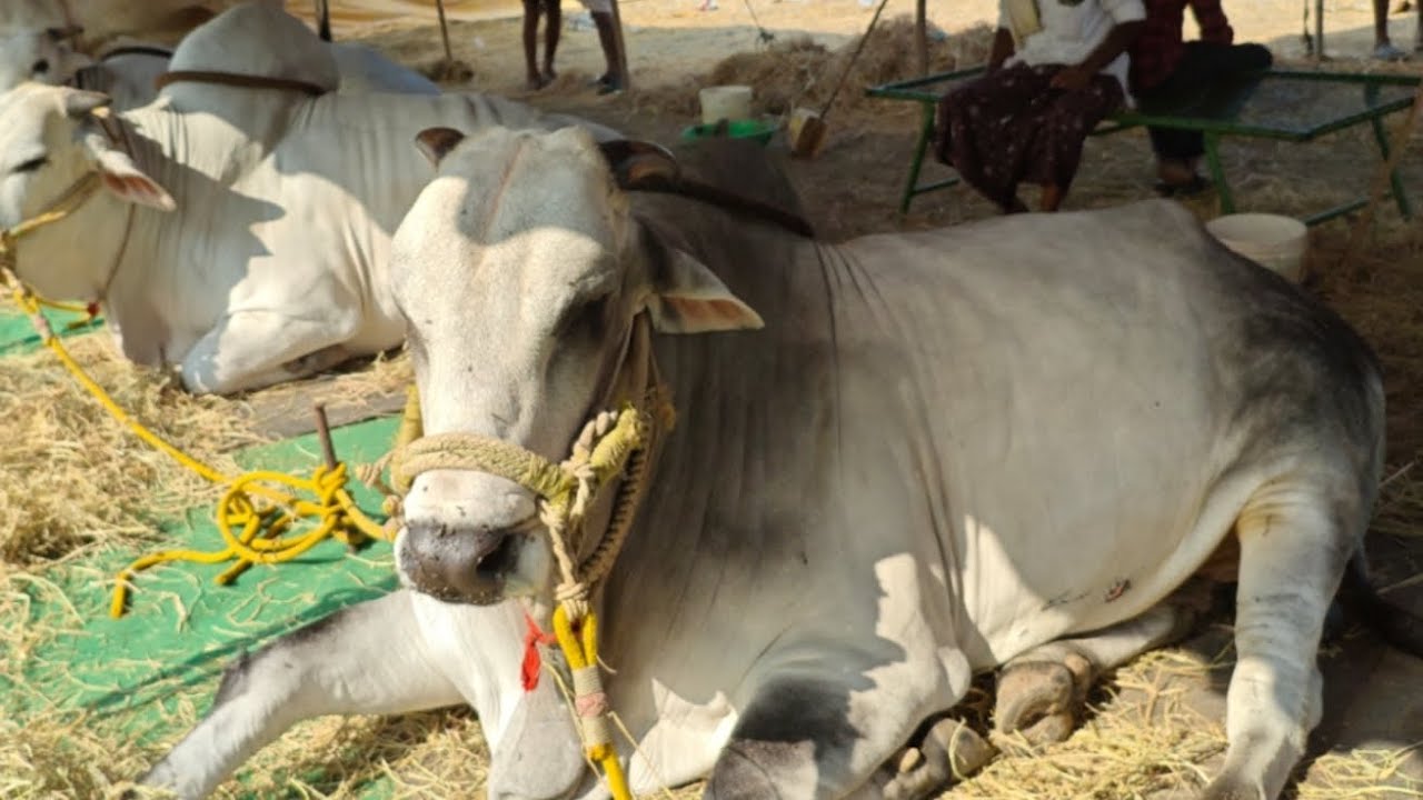 ఆకుల గణపవరం సీనియర్స్ 8 వ జత PVSR BULLS పావులూరి వీరస్వామి చౌదరి ( వరద బోడిది)