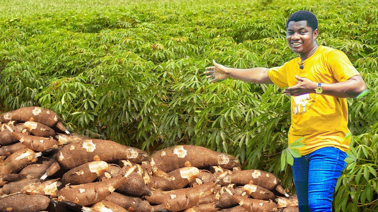 How He Started His 4 Acre Cassava Farm With GHS 3000 ($ 376) | All You Need To Know- Beginners Guide