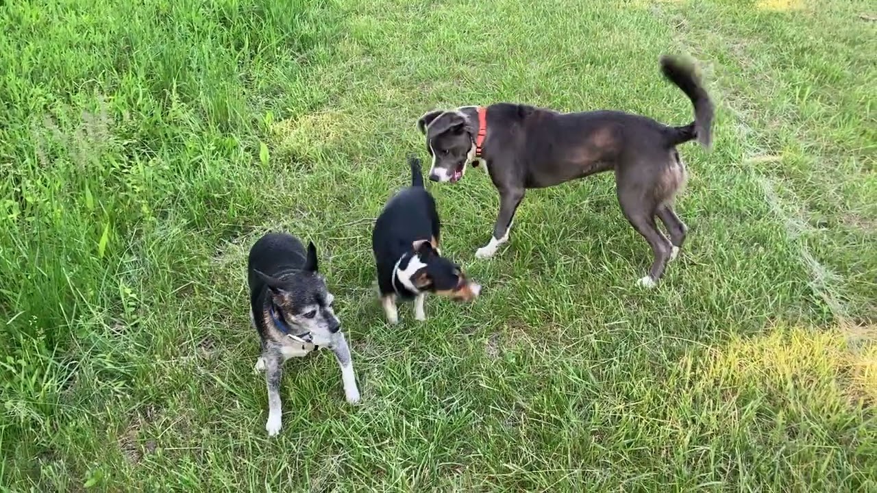 Afternoon walk
