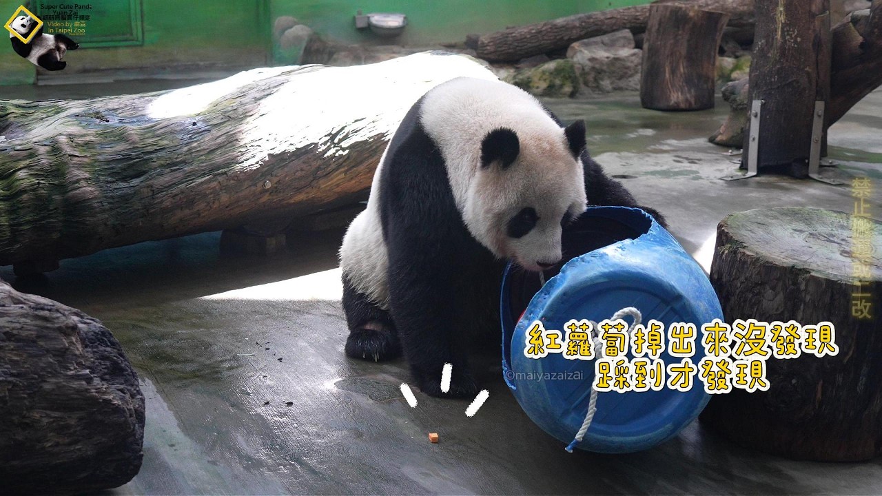 20260223 圓仔泡涼湯後玩串珠藍桶，二度探索藍桶君後趴睡休息準備午覺 The Giant Panda Yuan Zai