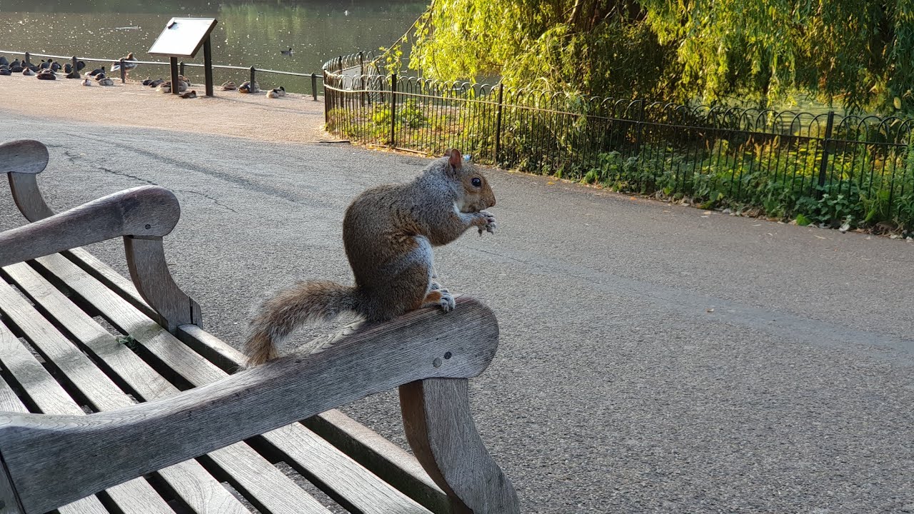 Grey Squirrels Eating Hazelnuts In St James's Park In London.