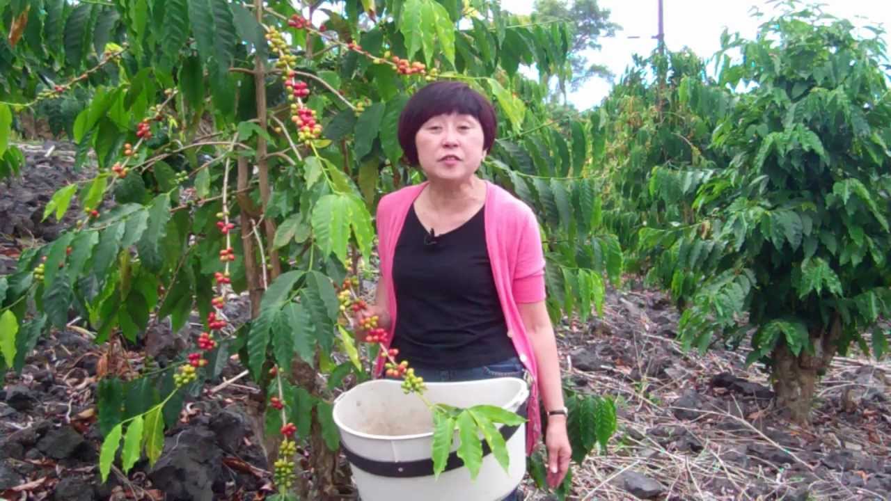 Kona Coffee