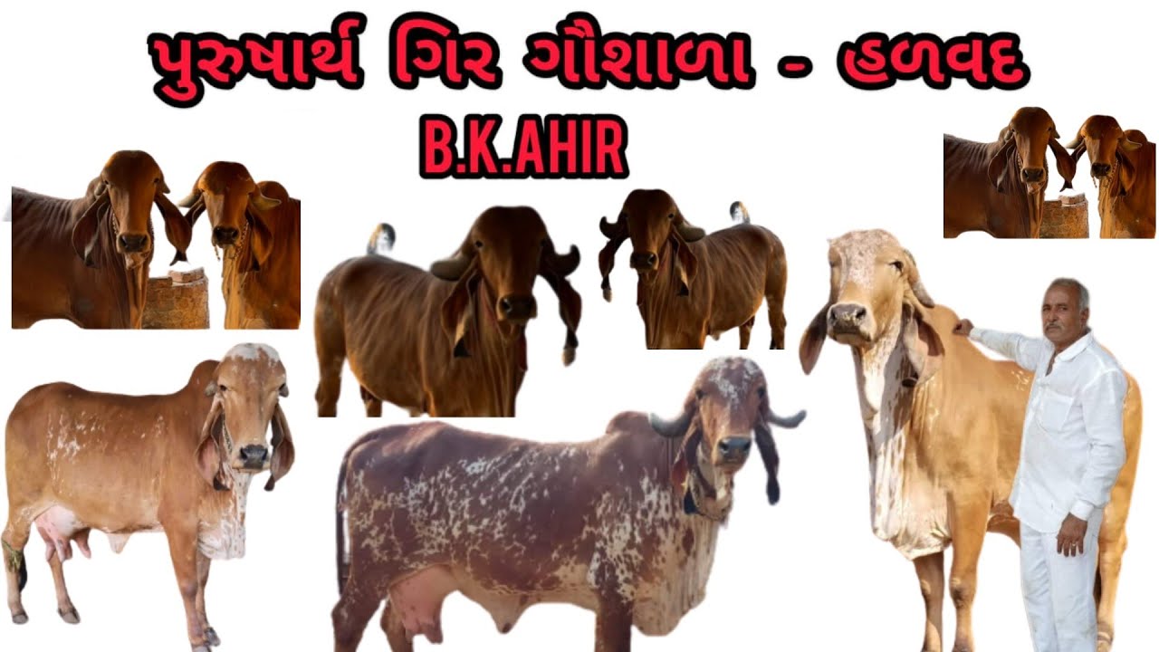 Shree purusharth gir gaushala halvad bk bapa ahir #gaushala #animal #goumata #cows #girbull #bull