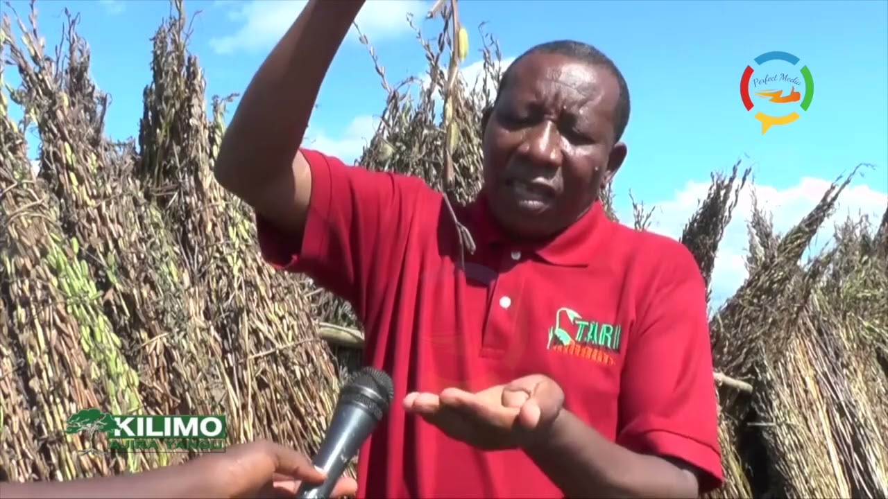 KILIMO AJIRA YANGU -  UTAFITI WA MBEGU ZA ZAO LA UFUTA 04.06.2022