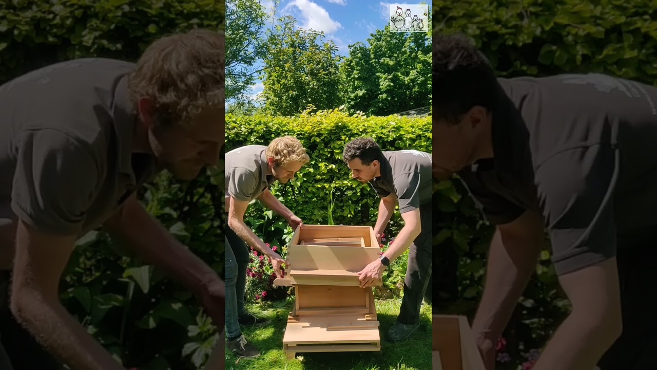 WBC Hive